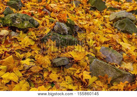 Kamyanitsa Ukraine - October 27 2016: Stones from the ruins of the castle Nevitsky among the autumn leaves.