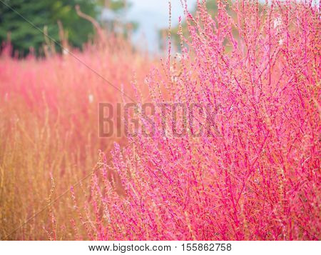 Close up of kochias plant in autumn at Kawaguchiko lake Yamanashi prefecture Japan