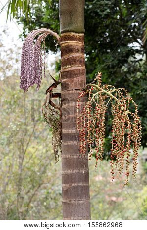 Seed head of Bangalow palm Archontophoenix cunninghamiana