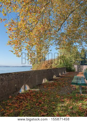 Sunny autumn day on the lake. Tree with fallen leaves yellow and orange