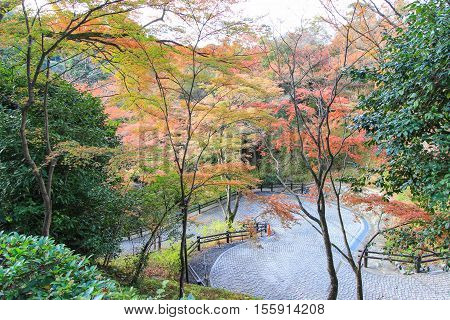 Vivid trees and leafs during autumn period in Kyoto Japan