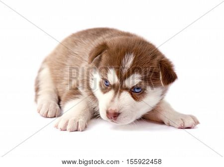 Four cute brown puppy siberian husky isolated on white background