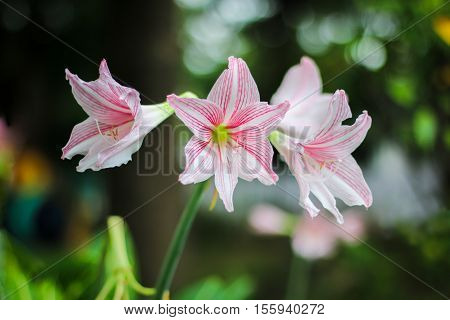 pink and white hippeastrum flower in garden