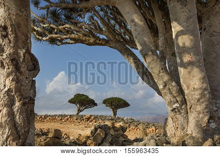 Dragon Blood Tree, Dracaena Cinnabari
