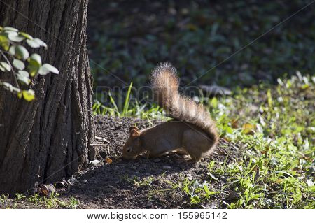 Autumn, a squirrel free in the wild