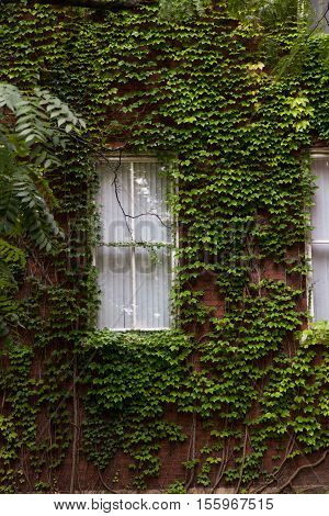 a window peeks out through a whole wall of ivy that is trying to overtake it.