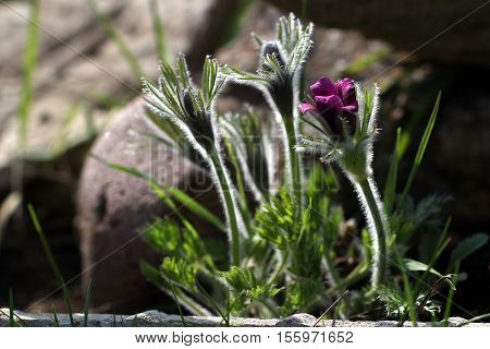 Purple pasque flowers in springtime / Hairy fuzzy pasque-flowers in soft purple pastel colors in springtime