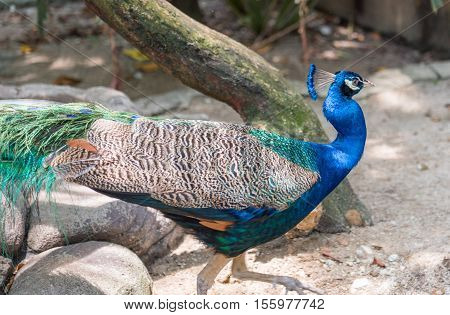 A nie peacock in its natural environment