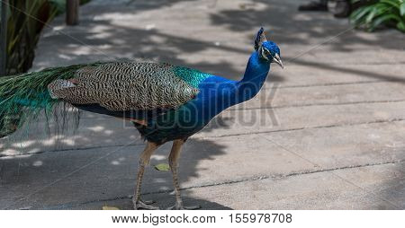 A nie peacock in its natural environment