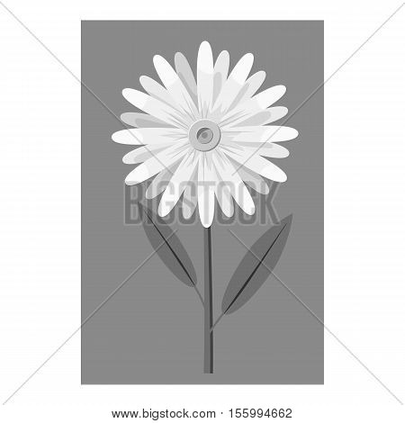 Honey flower icon. Gray monochrome illustration of flower vector icon for web design