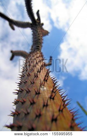 closeup isolated cactus on blue cloudy sky
