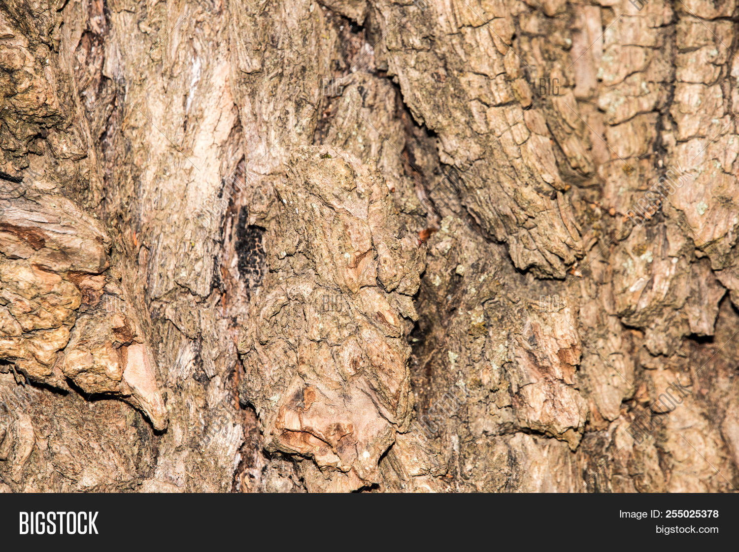 Rough Brown Tree Bark Image Photo Free Trial Stock Rough Brown Tree Bark Texture Of A Trunk Background