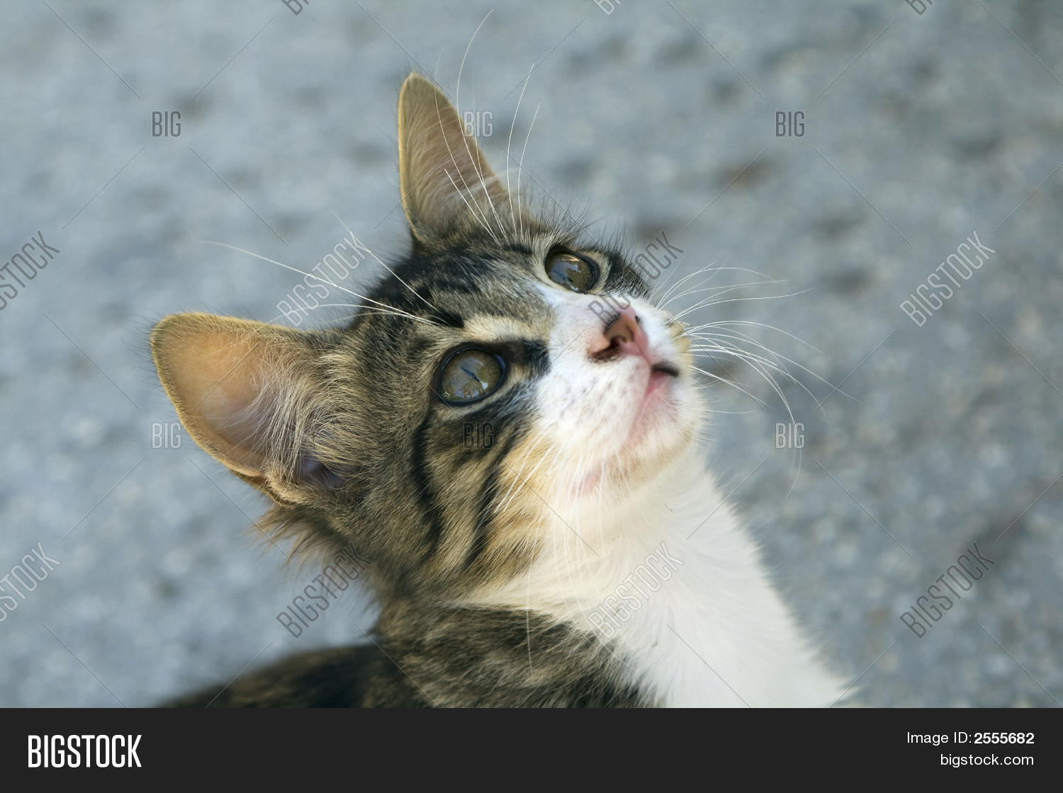 Image Preview