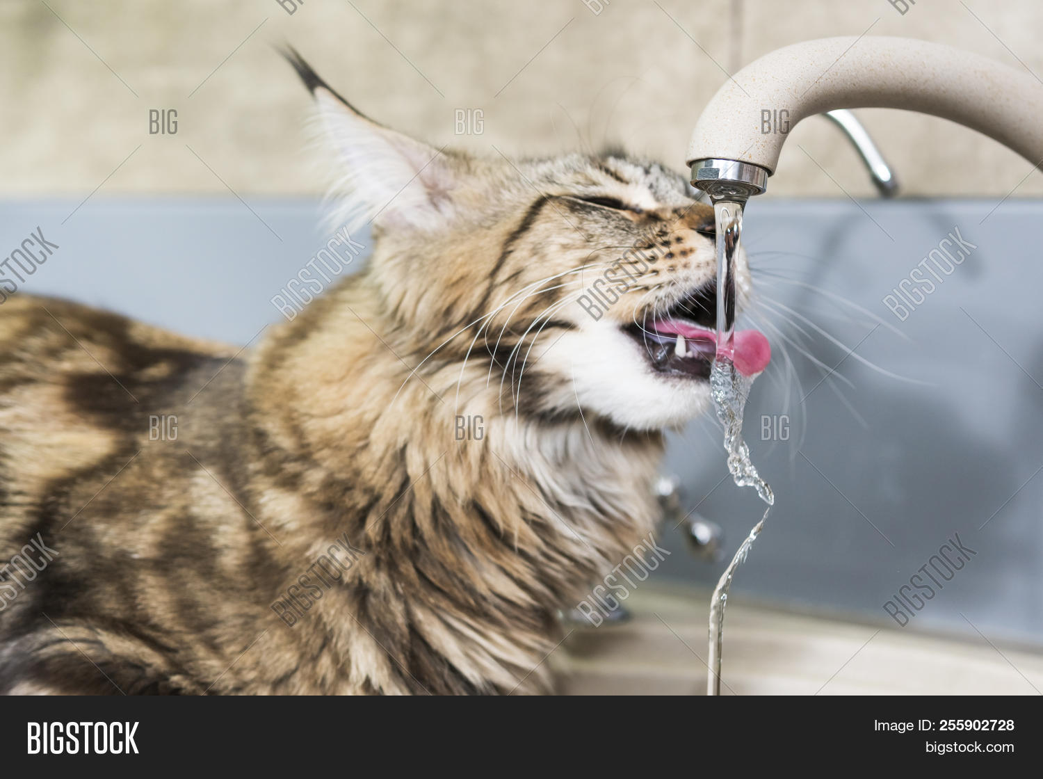 Maine Coon Cat Image Photo Free Trial Bigstock