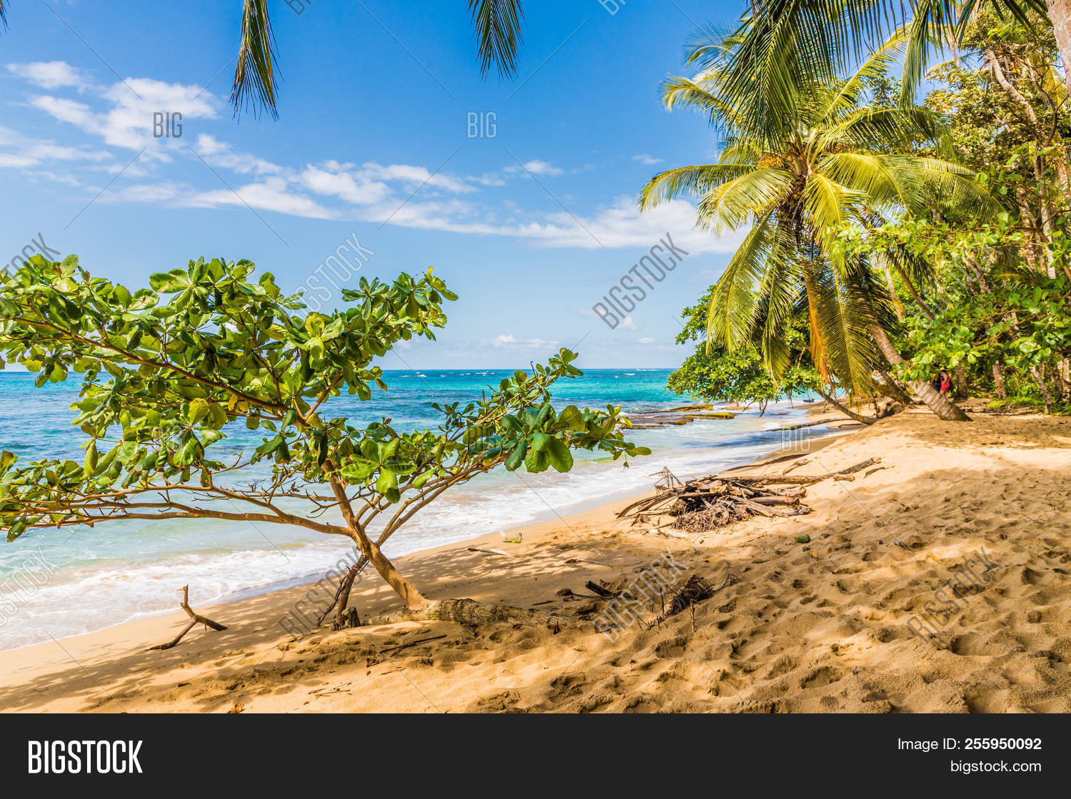 Punta Uva, Puerto Image & Photo (Free Trial) Bigstock