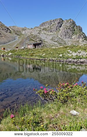 Rhododendron On The Shore Of A Mountain Lake