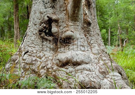 Giant Tingle Tree - Walpole - Australia