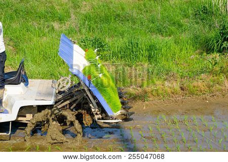 The Korean Farmer Rides Riding Type Power Driven Rice Transplanter To Seedling The Green Young Rice 