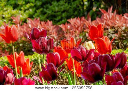 Beautiful Deep Red Tulips In The Botanical Garden, Closeup