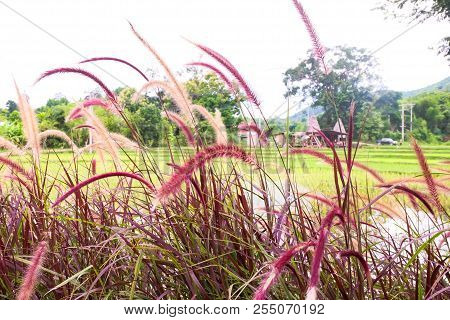 Naturally Beautiful Flowers In The Garden.
