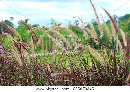Beautiful Grass Flower With Sunlight.