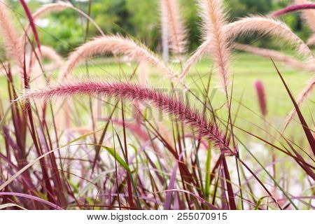 Naturally Beautiful Flowers In The Garden.