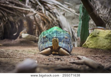 Radiated Tortoise On The Green Spotlight In Aquarium In Berlin (germany)