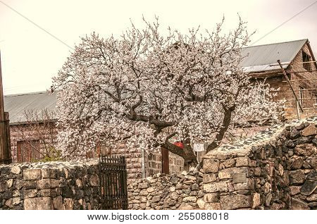 Ashtarak,armenia,19 Februar,2018: Old Beautiful Flowering Apricot Tree, Spring In The Yard Of A Rura