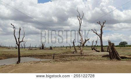 Uda Walawe National Park During Dry Season, Sri Lanka