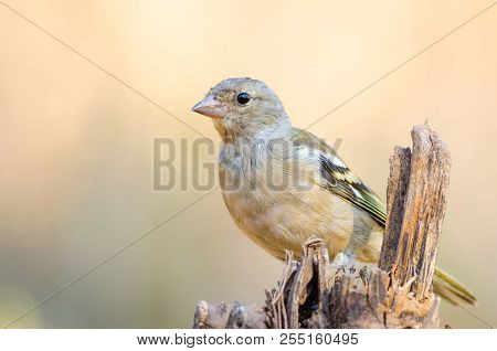 Close Up Portrait Of Young Fringilla Coelebs Or Pinzon Vulgar