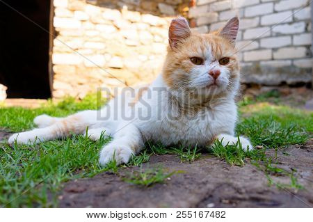 A White Red-haired Beautiful Cat Area Sits On The Walkways Over The Warm Sun In The City