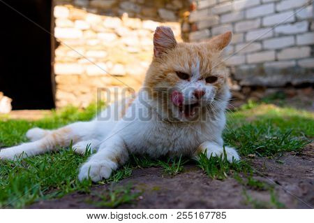 A White Red-haired Beautiful Cat Area Sits On The Walkways Over The Warm Sun In The City