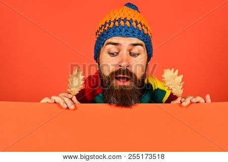 October And November Time Idea. Autumn And Fallen Leaves Season Concept. Man In Warm Hat Holds Oak T