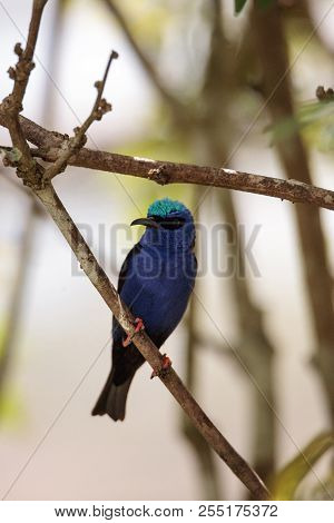 Red-legged Honeycreeper Cyanerpes Cyaneus