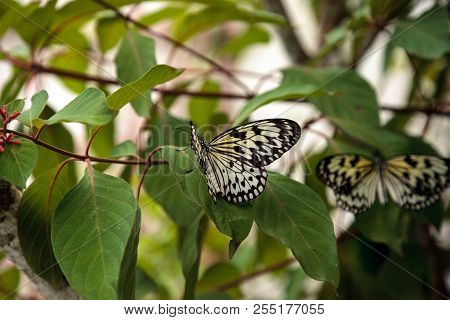 Tree Nymph Butterfly Idea Malabarica