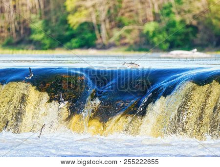 Flying Fish At Ventas Rumba Waterfall At Kuldiga In Kurzeme In Western Latvia. The City Used To Be C