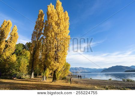 Yellow Leaves With Blue Sky In Autumn, Wanaka Lake, South Island Of New Zealand