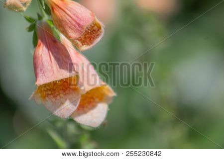 Spectacular Close-up Stem Of Foxglove Or Digitalis Purpurea On A Bright Green Background With Copy S