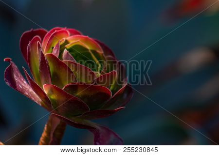 Gorgeous Aeonium Of The Zwartkop Or 