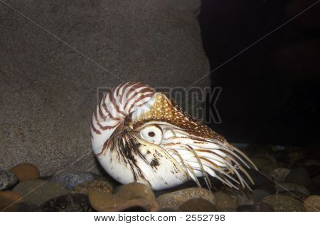 Nautilus_Mg_1688