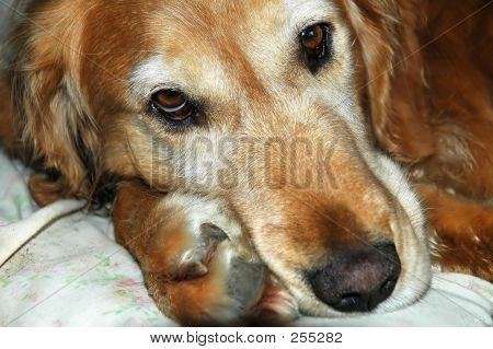 Köpek