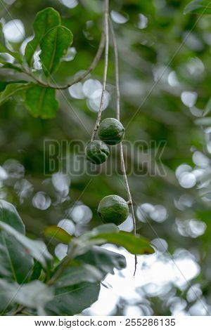 Macadamia Nut Holding On Tree In Natural