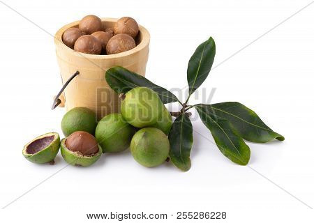 Macadamia Nuts Isolated On A White Background