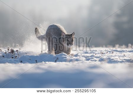 Cougar (puma Concolor), Also Commonly Known As The Mountain Lion, Puma, Panther, Or Catamount. Is Th