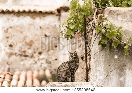 A Cat On The Wall
