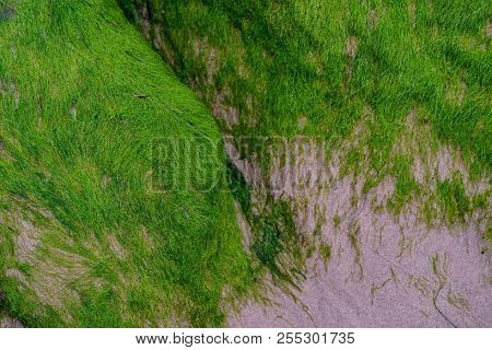 Abstract Seaweed Patter. Background Pattern Of Seaweed