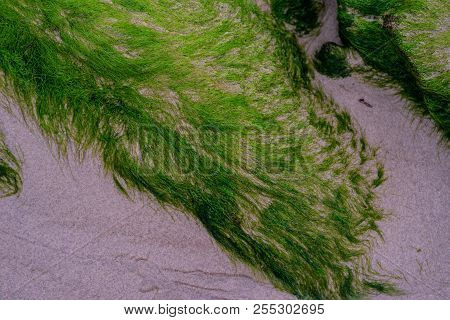 Abstract Seaweed Patter. Background Pattern Of Seaweed