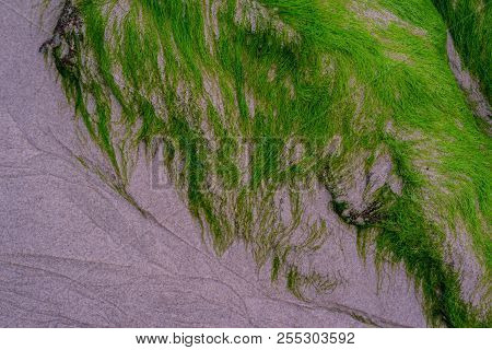Abstract Seaweed Patter. Background Pattern Of Seaweed