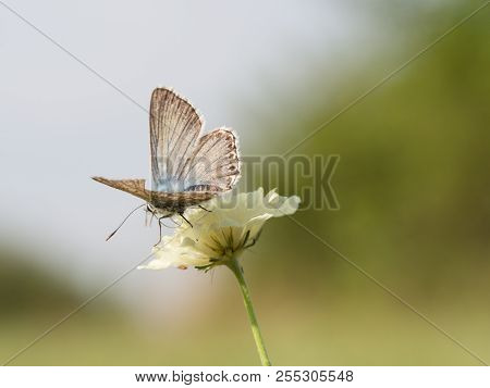 The Chalkhill Blue (polyommatus Coridon) Butterfly Sitting On A Blooming Flower And Feeding