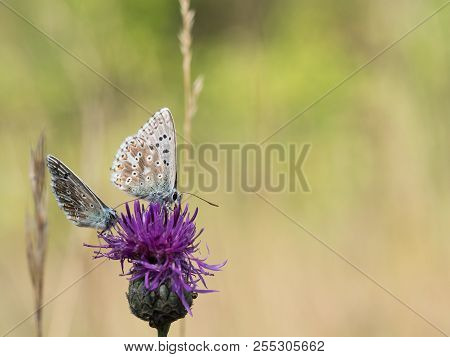 The Chalkhill Blue (polyommatus Coridon) Butterflies Sitting On Blooming Thistle Flower